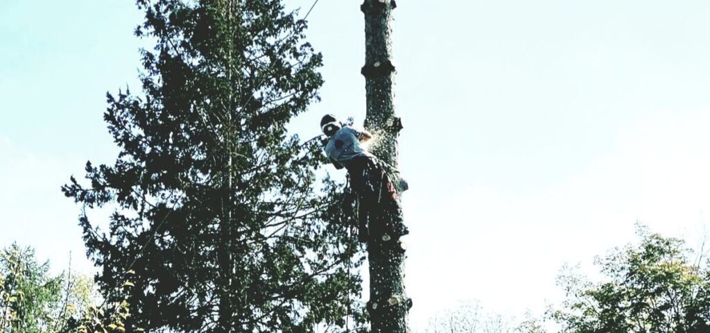 Baum Pflegen mittels Seilklettertechnik